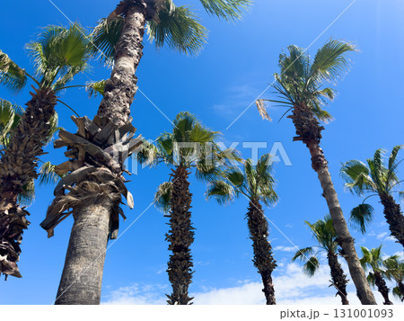 Palm tree over blue sky background concept. Beautiful palm tree leaves with blue sky. Palm leaves in the wind Palm tree over blue sky background concept. Beautiful palm tree leaves with blue sky. Palm leaves in the wind 131001093