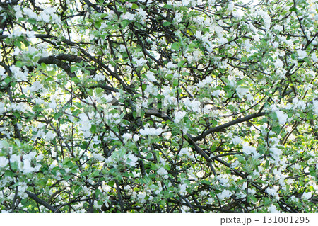Apple trees flowers. A blooming apple trees in spring. Blooming apple tree in the spring garden. Close up of white flowers on a tree Apple trees flowers. A blooming apple trees in spring. Blooming apple tree in the spring garden. Close up of white flowers on a tree 131001295