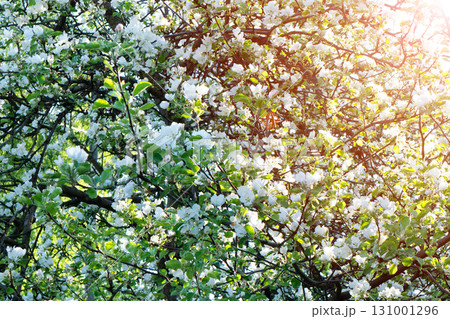 Apple trees flowers. A blooming apple trees in spring. Blooming apple tree in the spring garden. Close up of white flowers on a tree Apple trees flowers. A blooming apple trees in spring. Blooming apple tree in the spring garden. Close up of white flowers on a tree 131001296