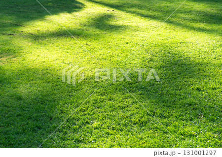 Green fresh summer lawn grass background. Close up view beautiful fresh grass at the evening sunset. Green grass pattern and texture close up. Green lawn Green fresh summer lawn grass background. Close up view beautiful fresh grass at the evening sunset. Green grass pattern and texture close up. Green lawn 131001297