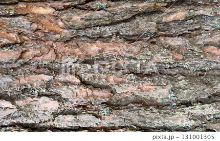 View of the old tree trunk. Wood texture. Tree background. Forest moss background. Natural wood texture. Tree trunk in a forest closeup. View of the old tree trunk. Wood texture. Tree background. Forest moss background. Natural wood texture. Tree trunk in a forest closeup. 131001305