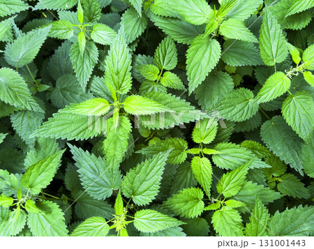 Stinging nettle is a genus of plants. Fresh leaves of Nettle plant. 131001443