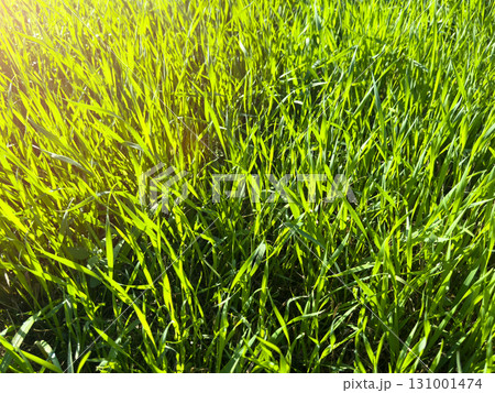 Macro shot green fresh summer lawn grass background. Close up view beautiful fresh grass at the evening sunset. Green grass pattern and texture close up. Green lawn Macro shot green fresh summer lawn grass background. Close up view beautiful fresh grass at the evening sunset. Green grass pattern and texture close up. Green lawn 131001474