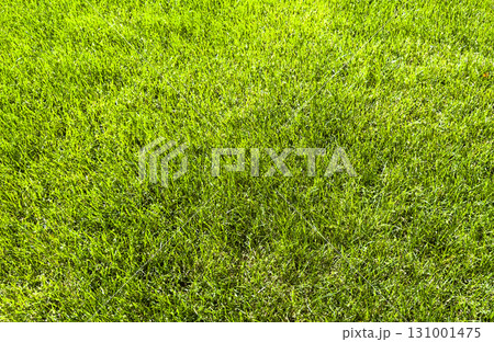 Green fresh summer lawn grass background. Close up view beautiful fresh grass at the evening sunset. Green grass pattern and texture close up. Green lawn Green fresh summer lawn grass background. Close up view beautiful fresh grass at the evening sunset. Green grass pattern and texture close up. Green lawn 131001475