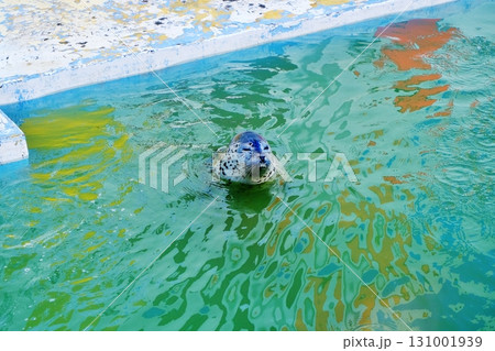 稚内市ノシャップ寒流水族館のアザラシ 131001939