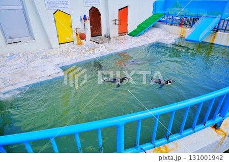 稚内市ノシャップ寒流水族館 131001942