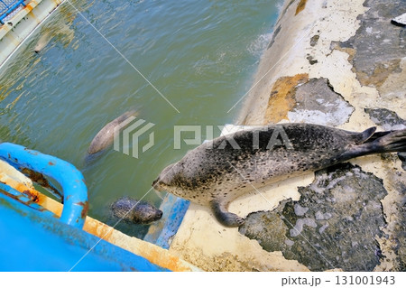 稚内市ノシャップ寒流水族館のアザラシ 131001943