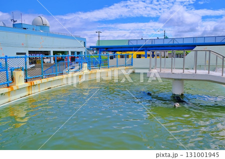 稚内市ノシャップ寒流水族館 131001945