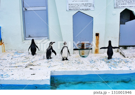 稚内市ノシャップ寒流水族館 131001946