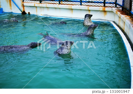稚内市ノシャップ寒流水族館 131001947