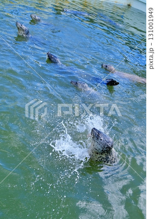 稚内市ノシャップ寒流水族館 131001949
