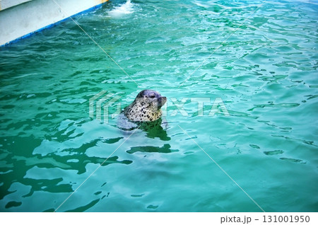 稚内市ノシャップ寒流水族館のアザラシ 131001950