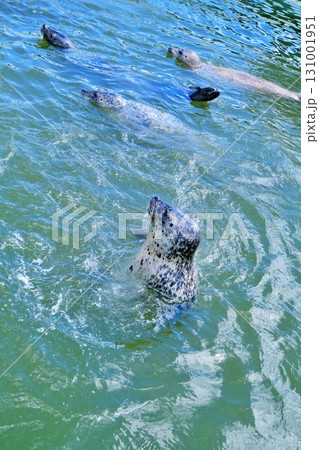 稚内市ノシャップ寒流水族館 131001951