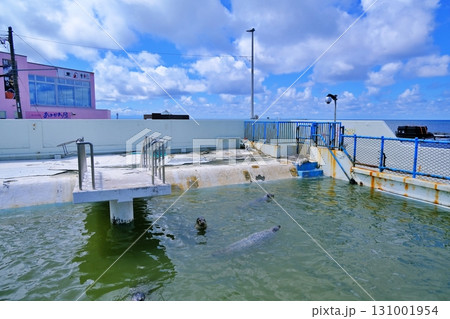 稚内市ノシャップ寒流水族館 131001954