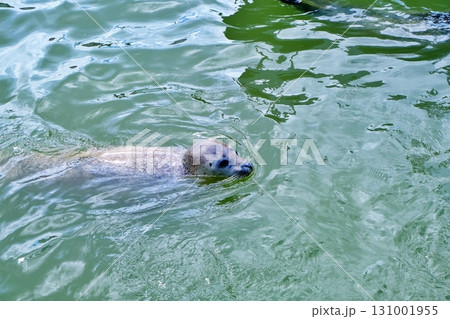 稚内市ノシャップ寒流水族館のアザラシ 131001955