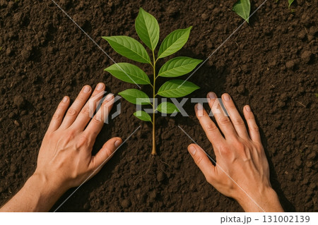 Hands gently planting a young tree seedling into rich soil on a sunny day in a backyard garden 131002139