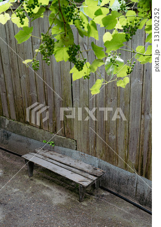 Old Wooden Bench by Rustic Fence Old Wooden Bench by Rustic Fence 131002252