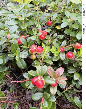 赤く実ったコケモモの実_苔桃 131002503