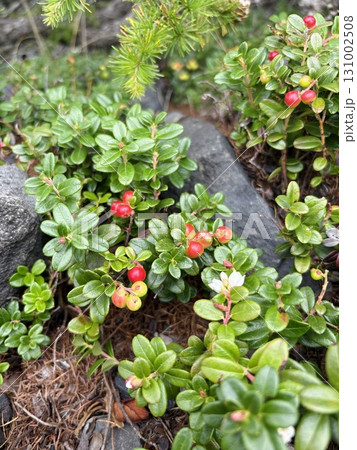 赤く実ったコケモモの実_苔桃 131002508