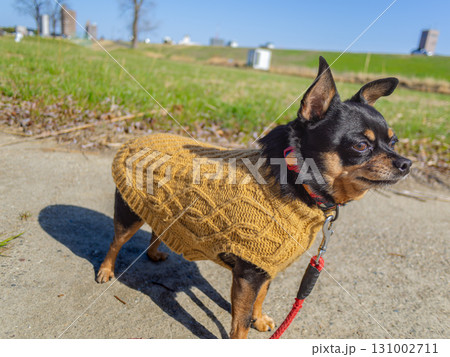 散歩する犬 131002711