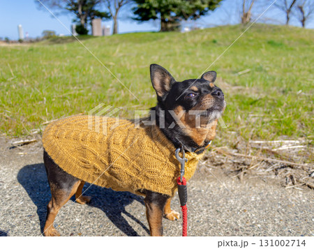 散歩する犬 131002714