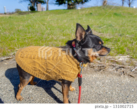 散歩する犬 131002715