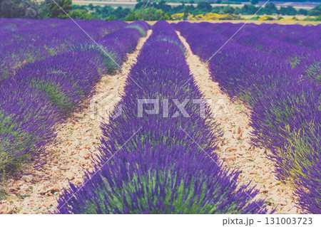 Lavender fields in bloom in Provence 131003723