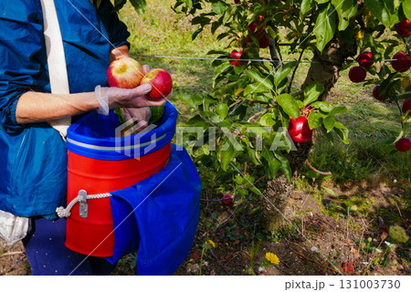 Apples in boxes after harvest 131003730