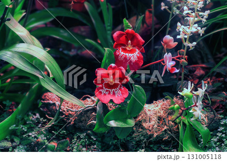 Red orchid Miltoniopsis (Miltonia, Pansy Orchid) grow in botanical garden. Red orchid Miltoniopsis (Miltonia, Pansy Orchid) grow in botanical garden. 131005118