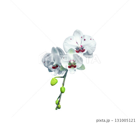 White orchids Phalaenopsis Allura in red stains, green buds isolated on white background White orchids Phalaenopsis Allura in red stains, green buds isolated on white background 131005121