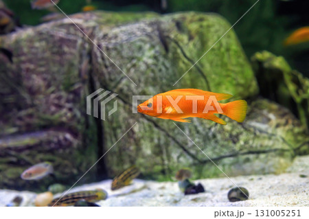 Lemon cichlid (Neolamprologus leleupi) fish swimming in aquarium, side view Lemon cichlid (Neolamprologus leleupi) fish swimming in aquarium, side view 131005251
