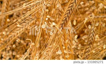 Freeze Motion of Wheat Flying in the Air. Isolated on Beige Background. Freeze Motion of Wheat Flying in the Air. Isolated on Beige Background. 131005271
