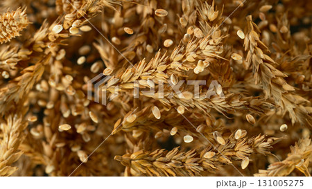 Freeze Motion of Wheat Flying in the Air. Isolated on Beige Background. Freeze Motion of Wheat Flying in the Air. Isolated on Beige Background. 131005275