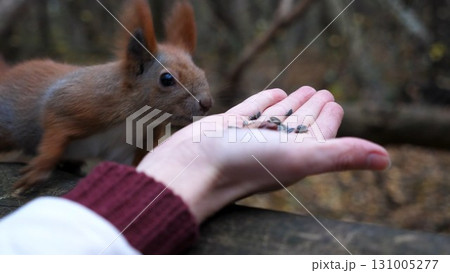 Wild fluffy squirrel taking nuts from female arm and gnawing it outdoor. Cute rodent eating food from hand of young girl at forest. Woman feeding hungry small sciurus to walnuts at autumn park 131005277