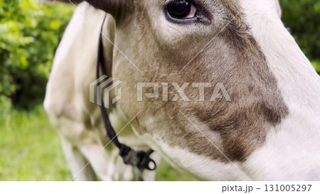Close up to eye of cute gray cow at lawn. Sight of a friendly mammal animal at countryside. Profile of beautiful kine grazing outdoor. Cattle on pasture. Concept of livestock husbandry Close up to eye of cute gray cow at lawn. Sight of a friendly mammal animal at countryside. Profile of beautiful kine grazing outdoor. Cattle on pasture. Concept of livestock husbandry 131005297