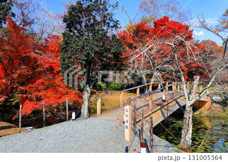 【京都府】快晴の大覚寺の名古曽橋と紅葉 131005364