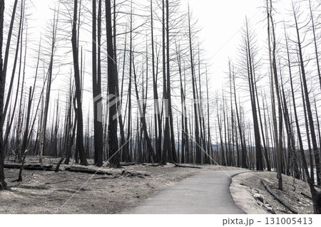Hike in burnt black woods through the aftermaths of wildfire. 131005413