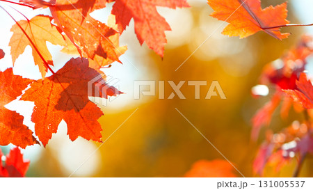 Beautiful Autumn Maple Leaves Wavering and Falling Down . Autumn Moody Colored Background Beautiful Autumn Maple Leaves Wavering and Falling Down . Autumn Moody Colored Background 131005537