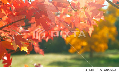 Beautiful Autumn Maple Leaves Wavering and Falling Down . Autumn Moody Colored Background 131005538