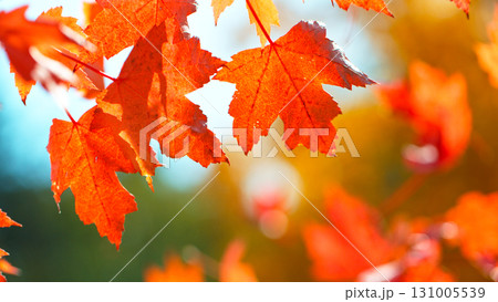 Beautiful Autumn Maple Leaves Wavering and Falling Down . Autumn Moody Colored Background 131005539
