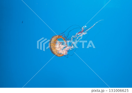 underwater photography jellyfish Chrysaora fuscescens, Pacific sea nettle, West Coast sea nettle 131006625