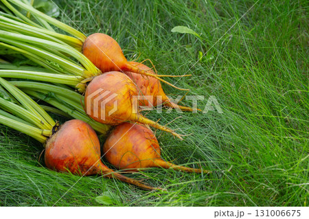 Bunch of harvested orange beets with foliage on the green grass. Bunch of harvested orange beets with foliage on the green grass. 131006675
