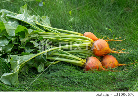 Bunch of harvested orange beets with foliage on the green grass. Bunch of harvested orange beets with foliage on the green grass. 131006676