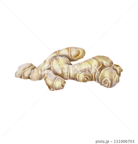 Watercolor illustration whole beige ginger root with realistic texture natural form in botanical style. for health product herbal tea packaging spice branding recipes and immunity-boosting promotions. 131006703