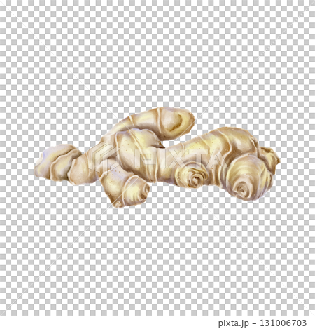 Watercolor illustration whole beige ginger root with realistic texture natural form in botanical style. for health product herbal tea packaging spice branding recipes and immunity-boosting promotions. 131006703