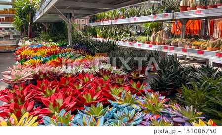 Vibrant painted succulents on display at garden center. Colorful echeveria and aloe plants arranged on metal shelves in flower shop 131006750