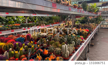 Colorful variety of cacti in plant nursery section. Brightly painted and natural cacti displayed in red pots on store shelf Colorful variety of cacti in plant nursery section. Brightly painted and natural cacti displayed in red pots on store shelf 131006751