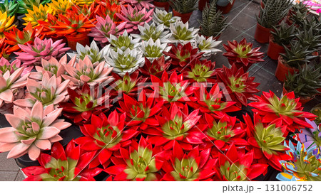Close up view of brightly painted succulents in various colors including red, pink, white, and green. Indoor plant store display 131006752
