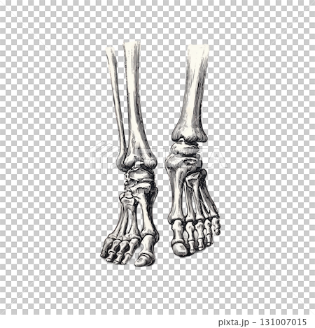 Antique Human Skeleton Parts Clipart Vintage...のイラスト素材 [131007015] - PIXTA