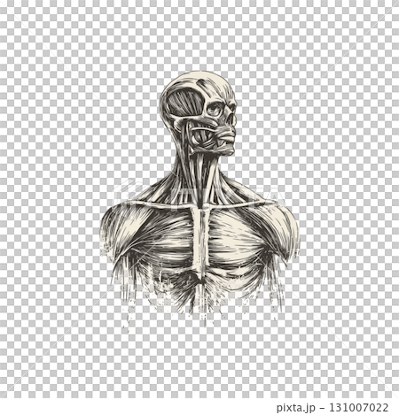 Antique Muscular System Anatomy Clipart Detailed Vintage Medical Illustration on Transparent Background 131007022